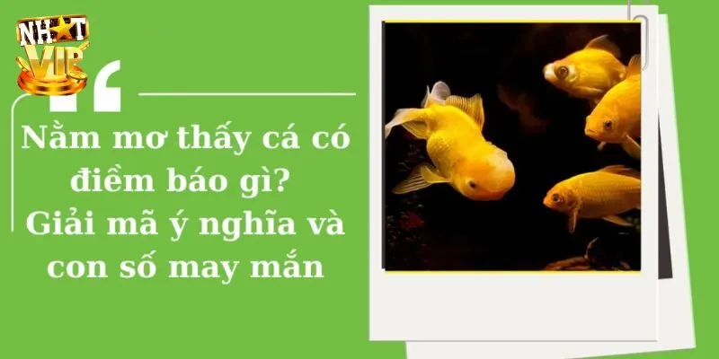 Đi câu cá ở giấc mộng